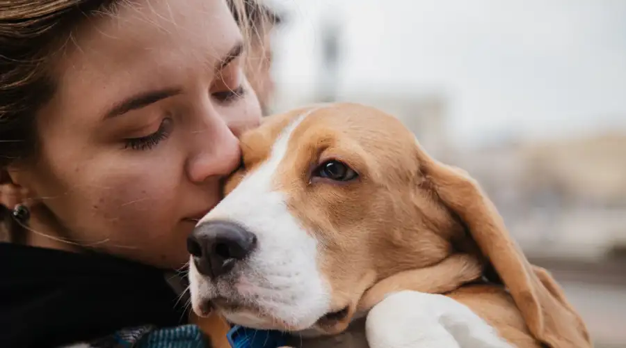 Shipping Pets Abroad: What you need to know